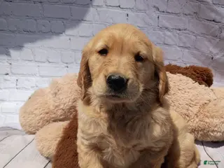 Golden Retriever dogs for sale: Lola - Ad 4