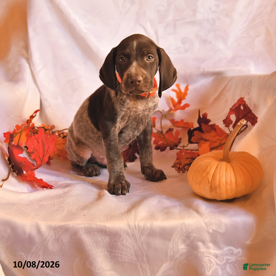 German Shorthaired Pointer dogs for sale: Captain - Ad 1