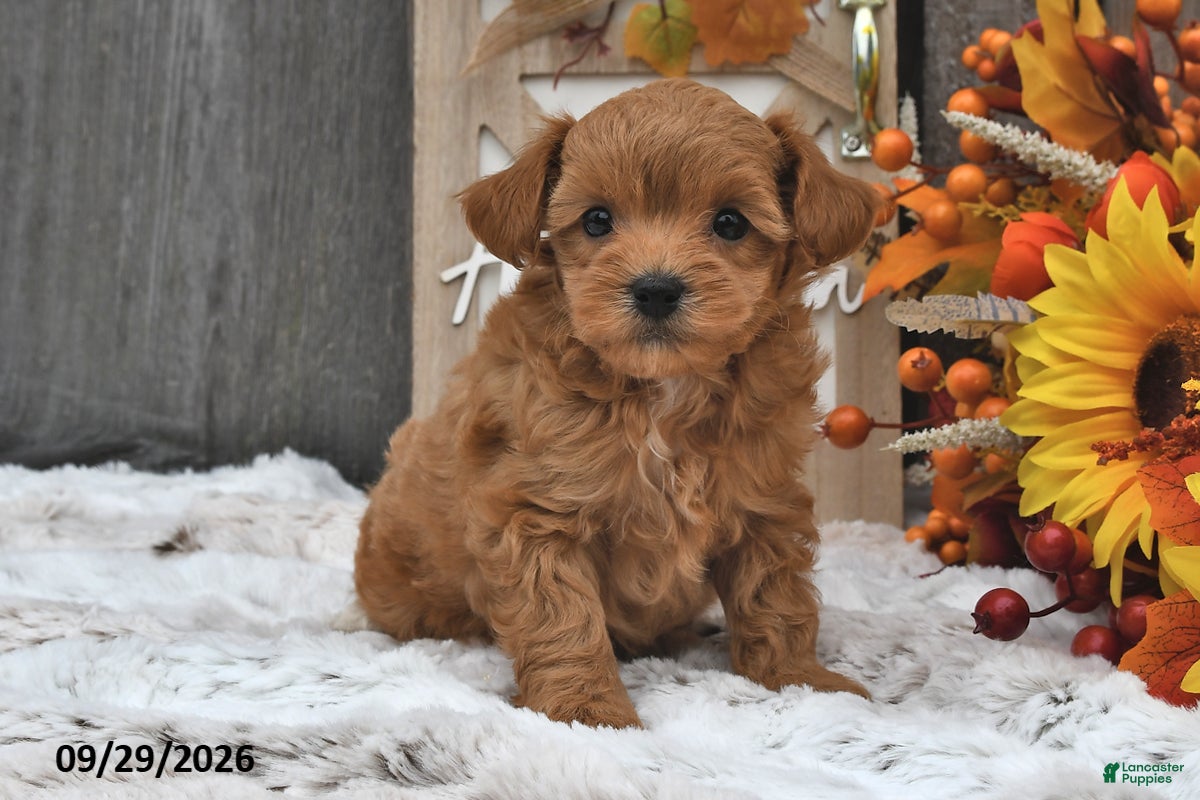 Shihpoo dogs Max - Ad 2