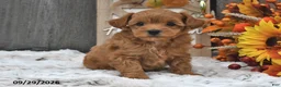 Shihpoo dogs for sale: Max - Ad 2