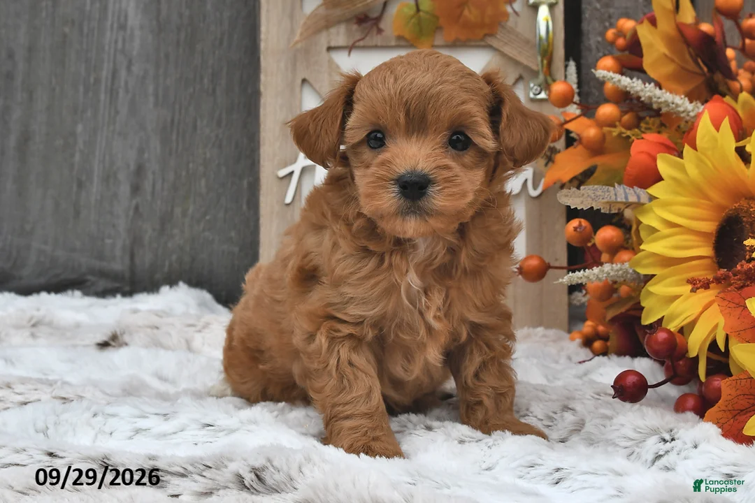 Shihpoo dogs for sale: Max - Ad 2