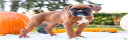 Boxer dogs for sale: Peggy Boxer - Ad 9