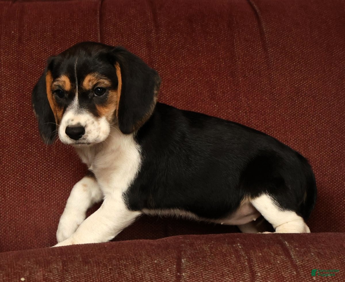 Beagle dogs for sale: Crystal - Ad 9