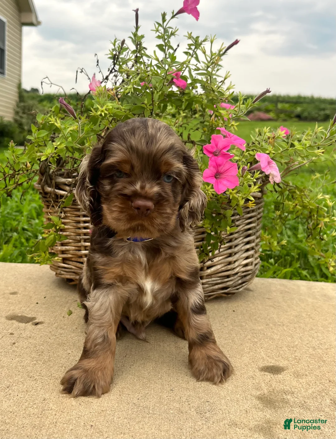 Cocker Spaniel dogs for sale: HUXBY❤️AKC Registered🐾Text or Call today - Ad 1