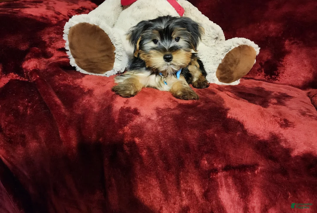 Yorkshire Terrier dogs for sale: LOUIE - Ad 2