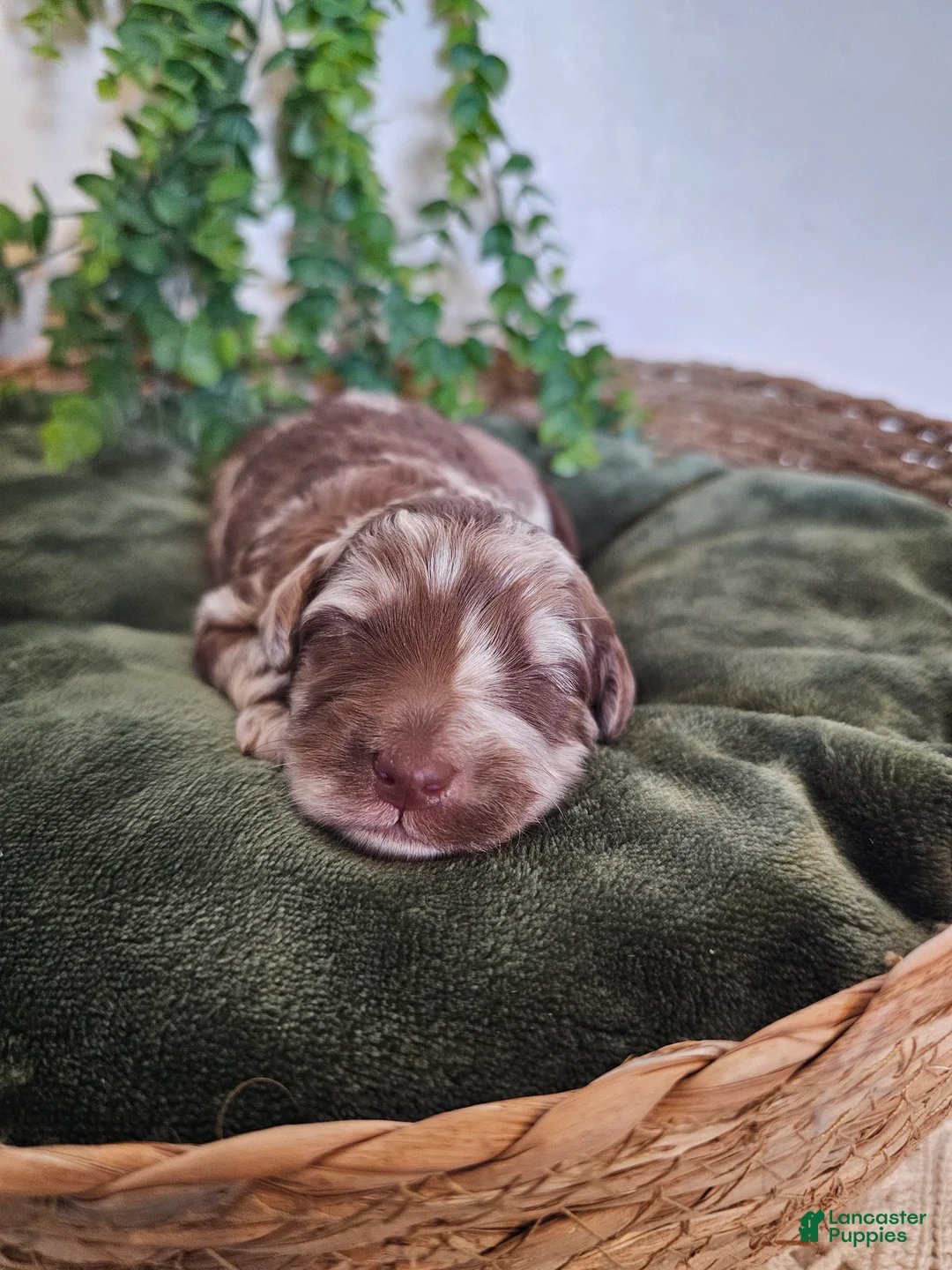 Mini Goldendoodle dogs for sale: Reed - Ad 1