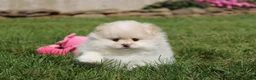 Pomeranian dogs for sale: Lola - Ad 15