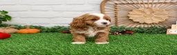Cavapoo dogs for sale: Gavin - Ad 1