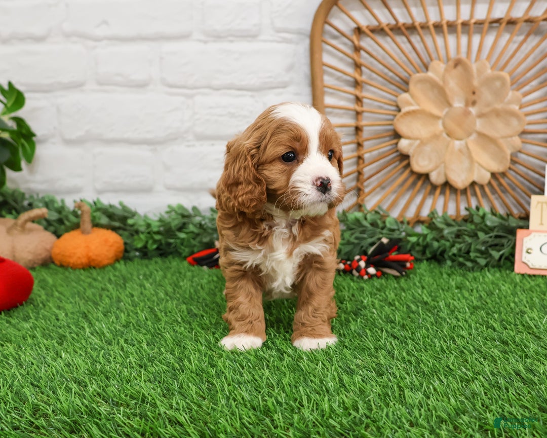 Cavapoo dogs for sale: Gavin - Ad 1