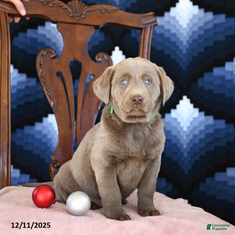 Labrador Retriever dogs Arie  - Ad 6