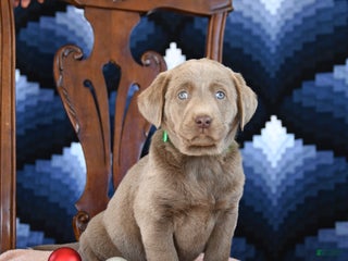 Labrador Retriever dogs Arie - Ad 8