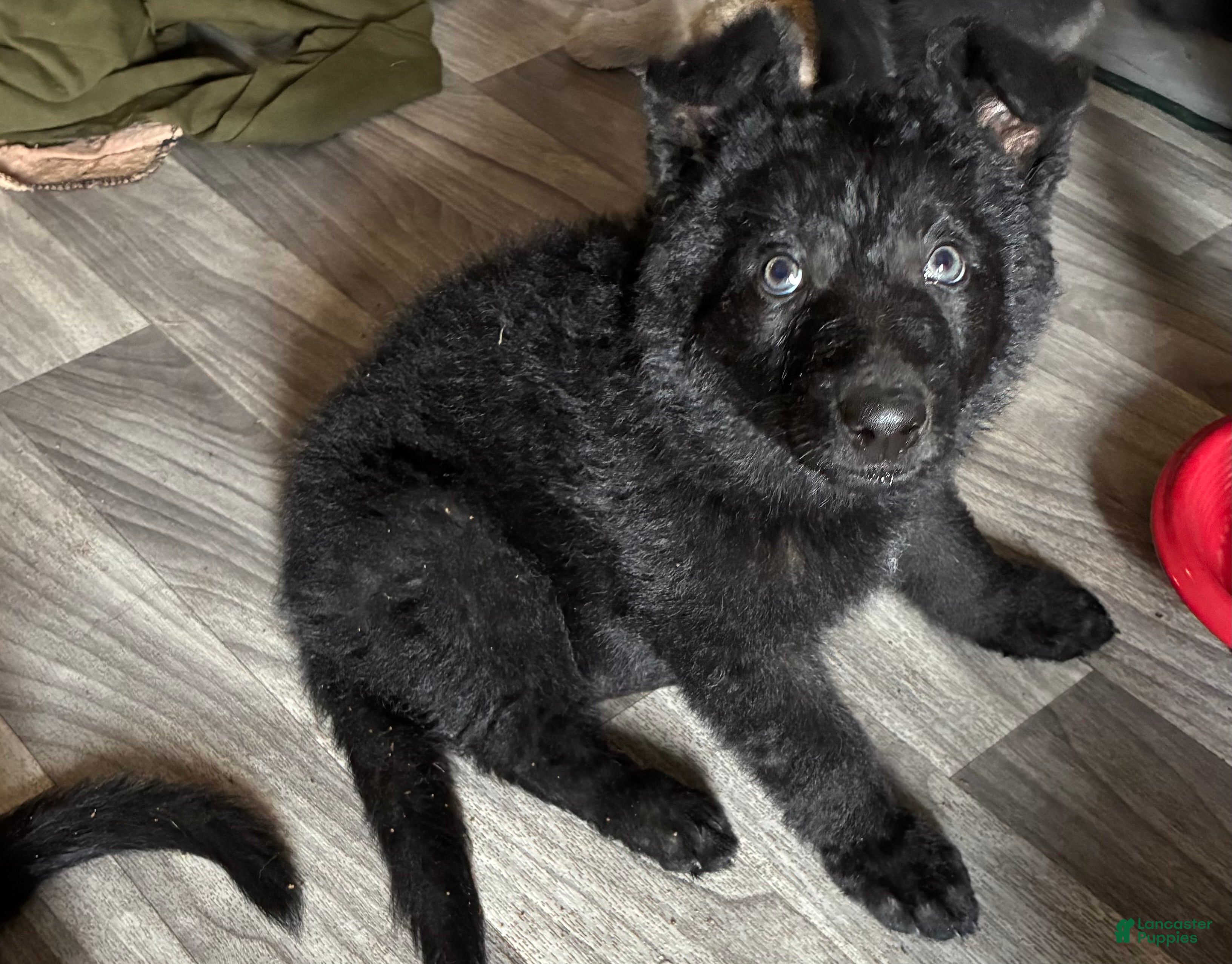 German Shepherd dogs  Puppy 2 - Ad 36