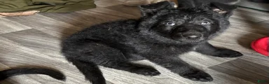  Puppy 2