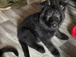 German Shepherd dogs Puppy 2 - Ad 36