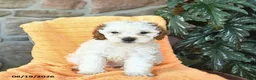 Miniature Poodle dogs for sale: Summer  - Ad 3