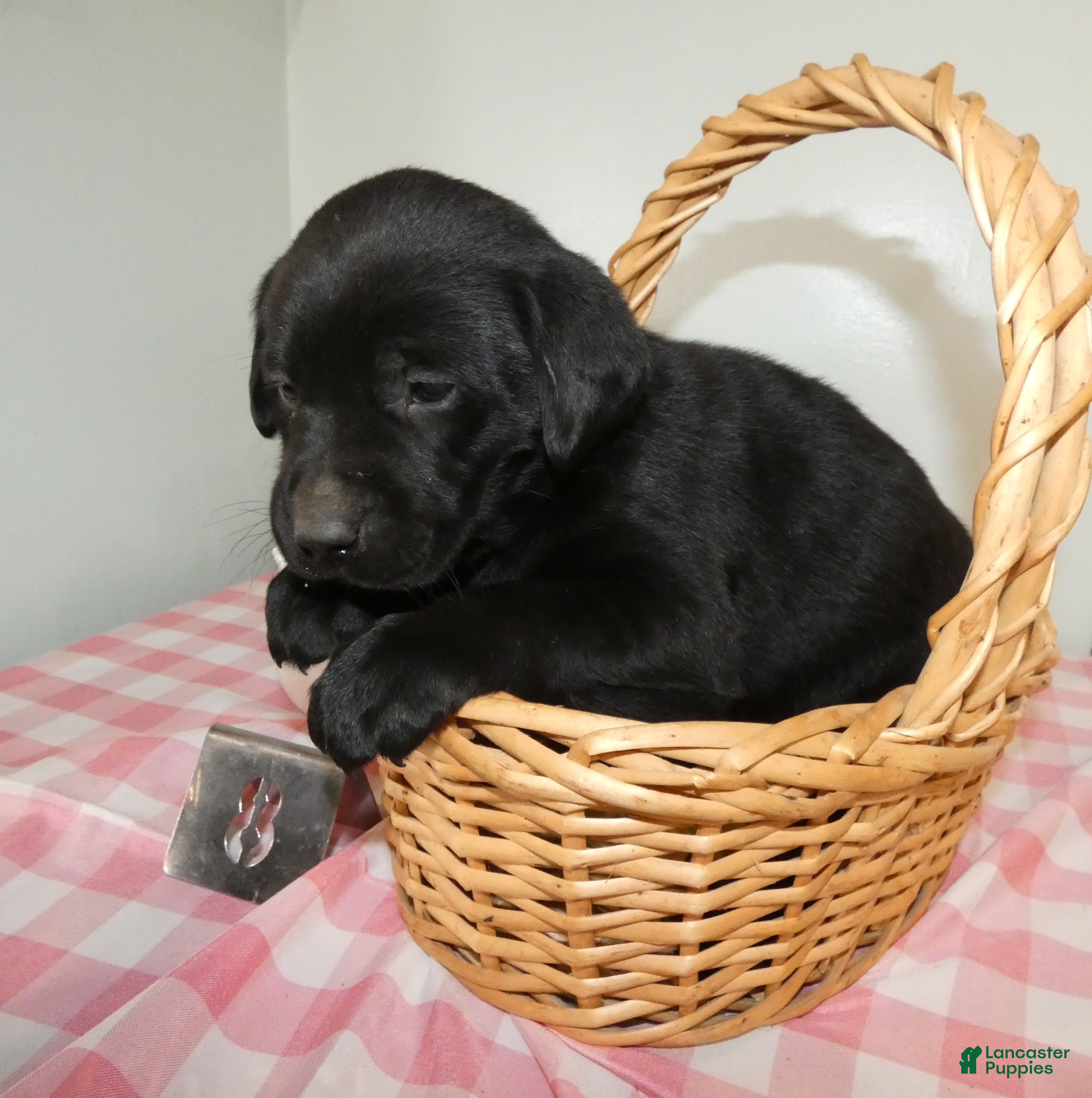 Labrador Retriever dogs Labrador Retriever Puppy 8 Leo - Ad 2
