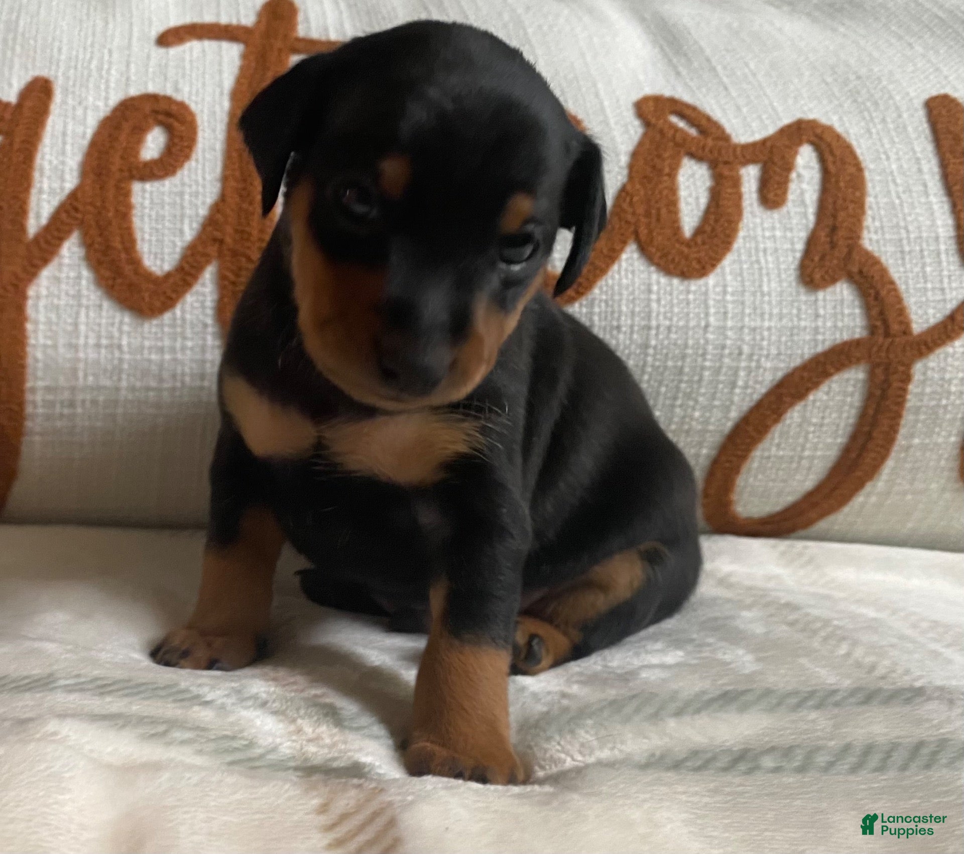 Miniature Pinscher dogs for sale: Miniature Pinscher 3 - Ad 3