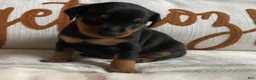 Miniature Pinscher dogs for sale: Miniature Pinscher 3 - Ad 1
