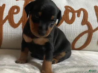 Miniature Pinscher dogs Miniature Pinscher 3 - Ad 1