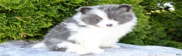 Pomeranian dogs for sale: Asher - Ad 3