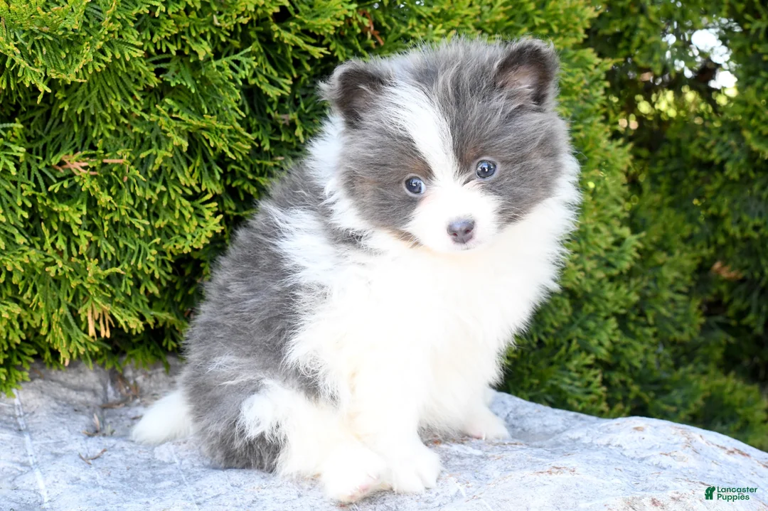 Pomeranian dogs for sale: Asher - Ad 3