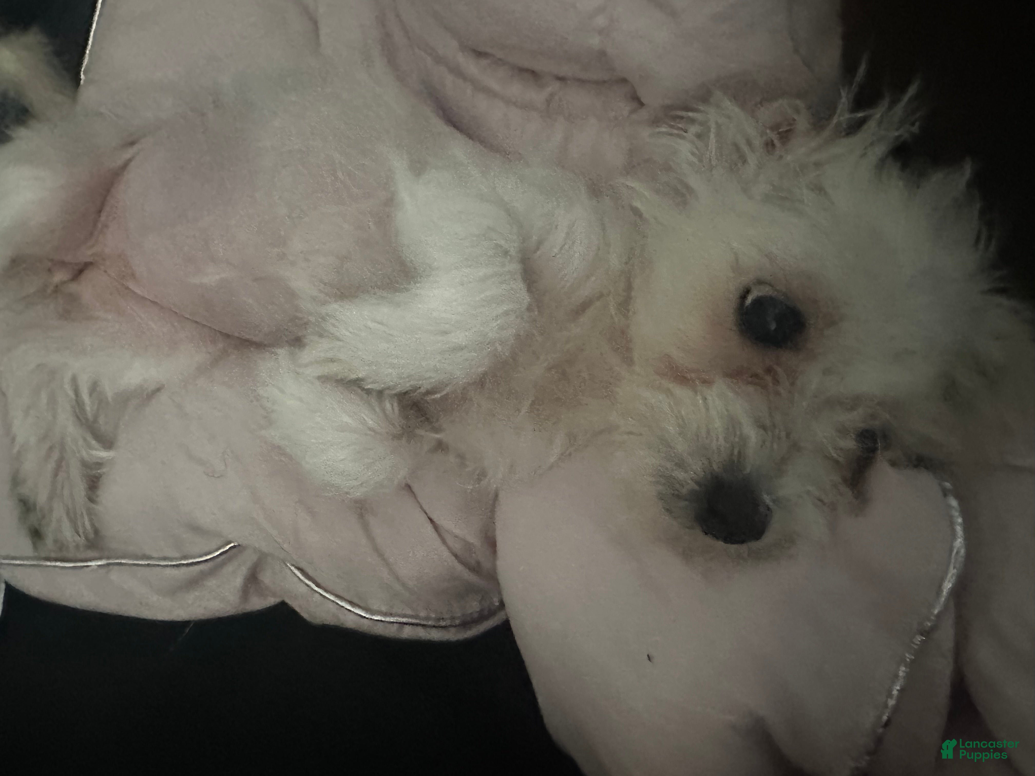 Mixed Breed dogs Mixed Breed Puppy 4 - Ad 2