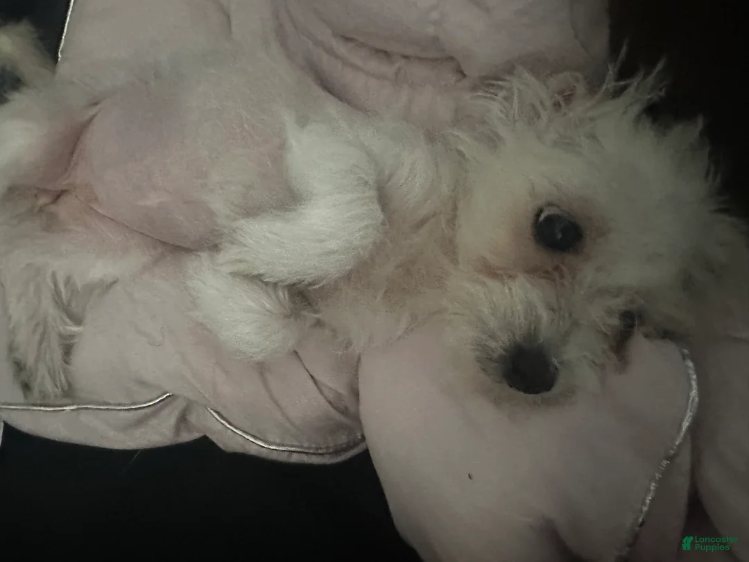 Mixed Breed dogs for sale: Mixed Breed Puppy 4 - Ad 2