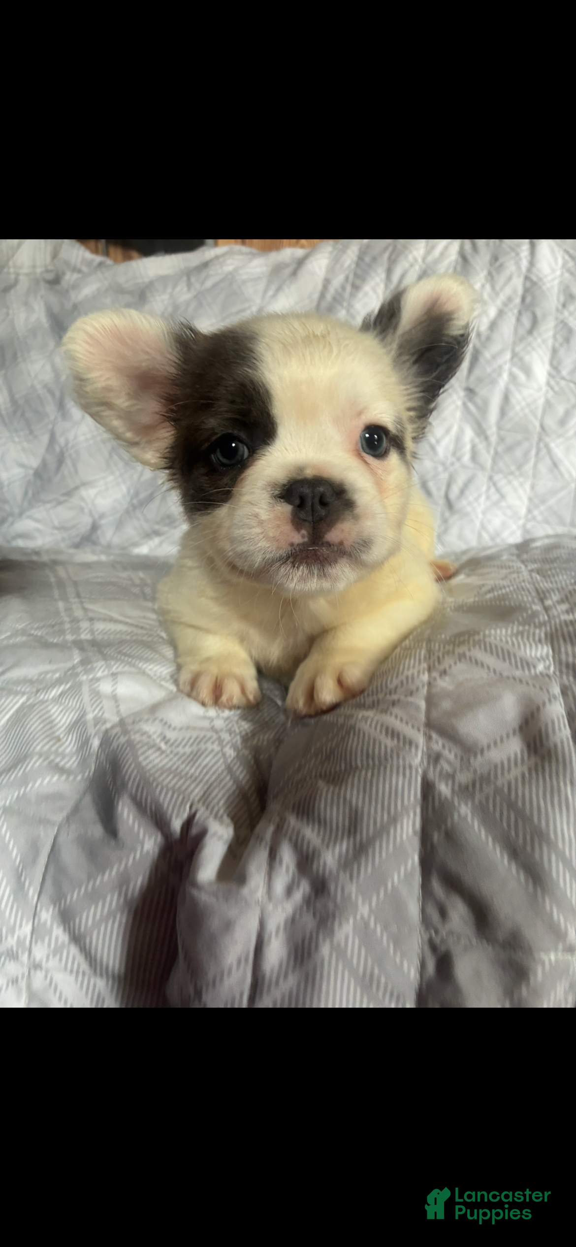 French Bulldog dogs French Bulldog Puppy 1 (fluffy) - Ad 1