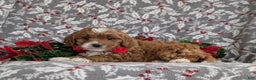 Cavapoo dogs for sale: Zachary Hypoallergenic - Ad 5