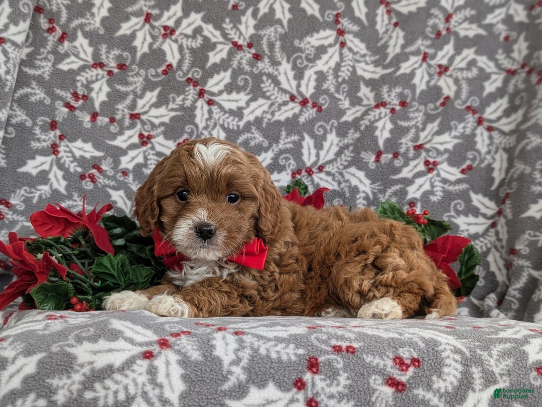 Cavapoo dogs for sale: Zachary Hypoallergenic - Ad 5