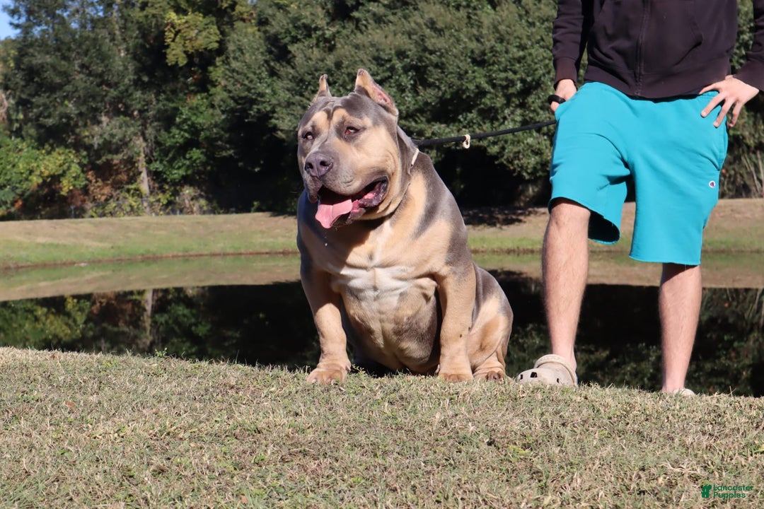 Gallery Image {{count}}