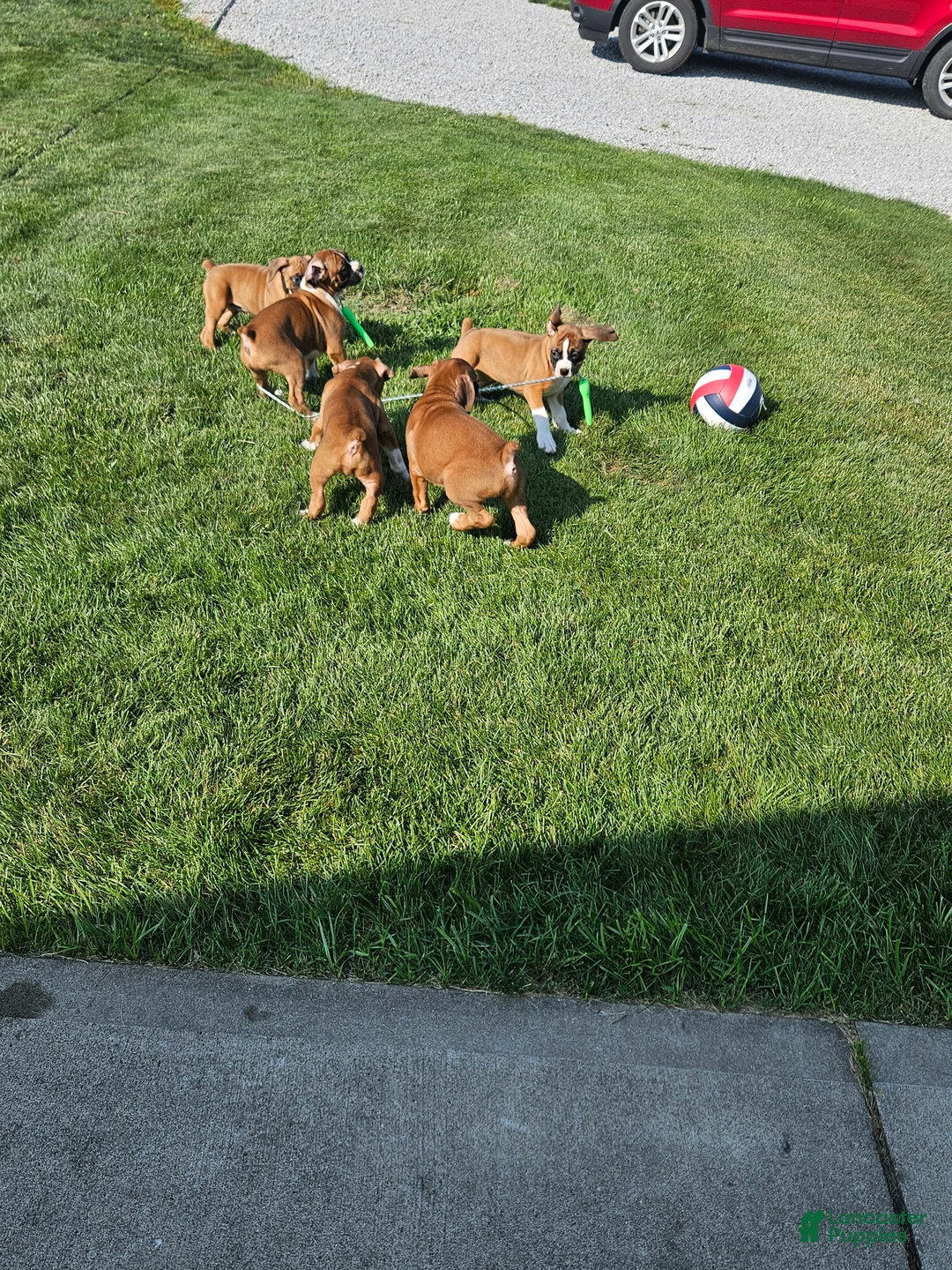 Boxer dogs for stud: Hillsides Dozer - Ad 2