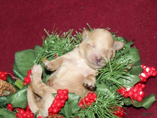 Miniature Poodle dogs XRay - Ad 33