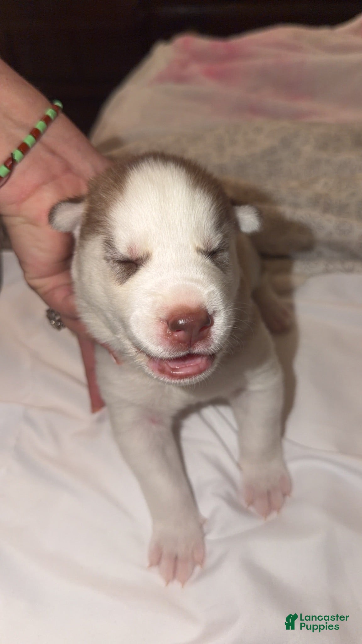 Siberian Husky dogs Siberian Husky 3 - Ad 37