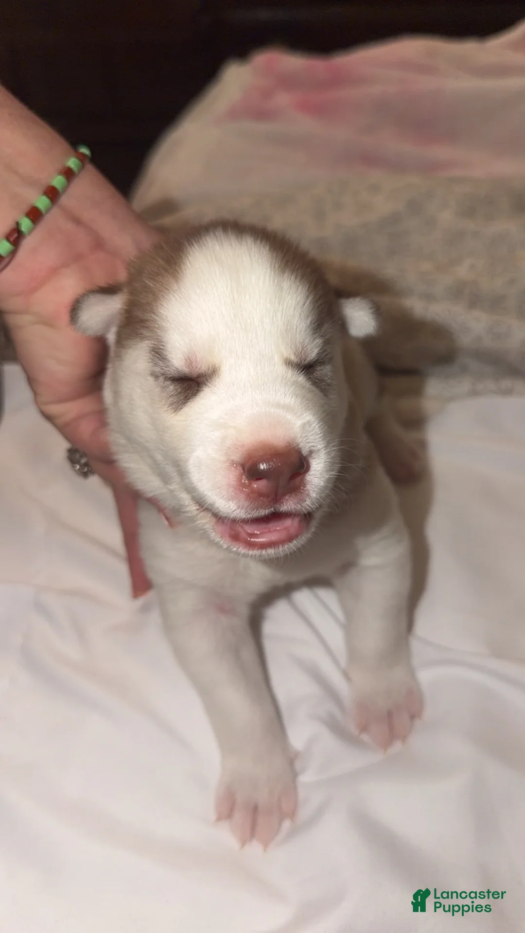 Siberian Husky dogs for sale: Siberian Husky 3 - Ad 1