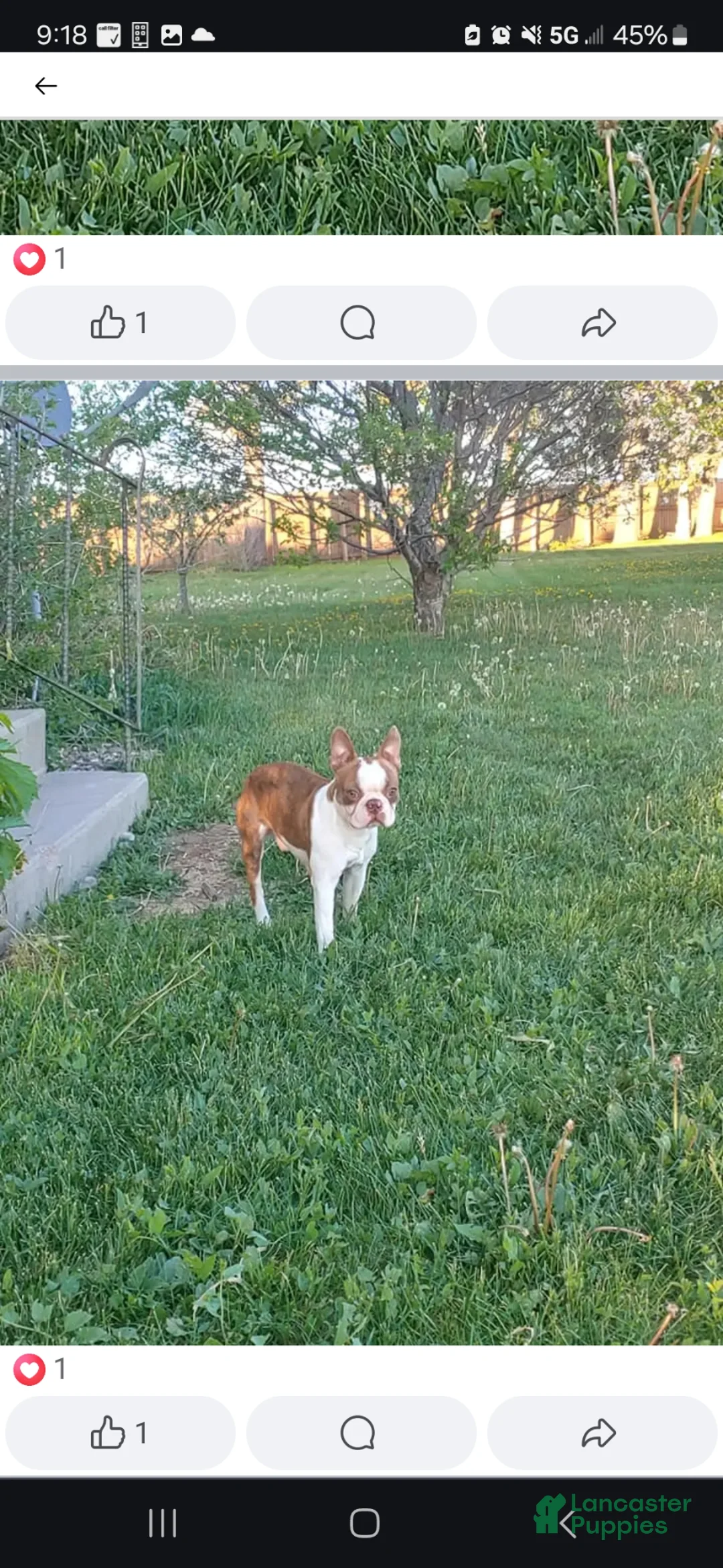 Boston Terrier dogs for stud: Winston - Ad 2