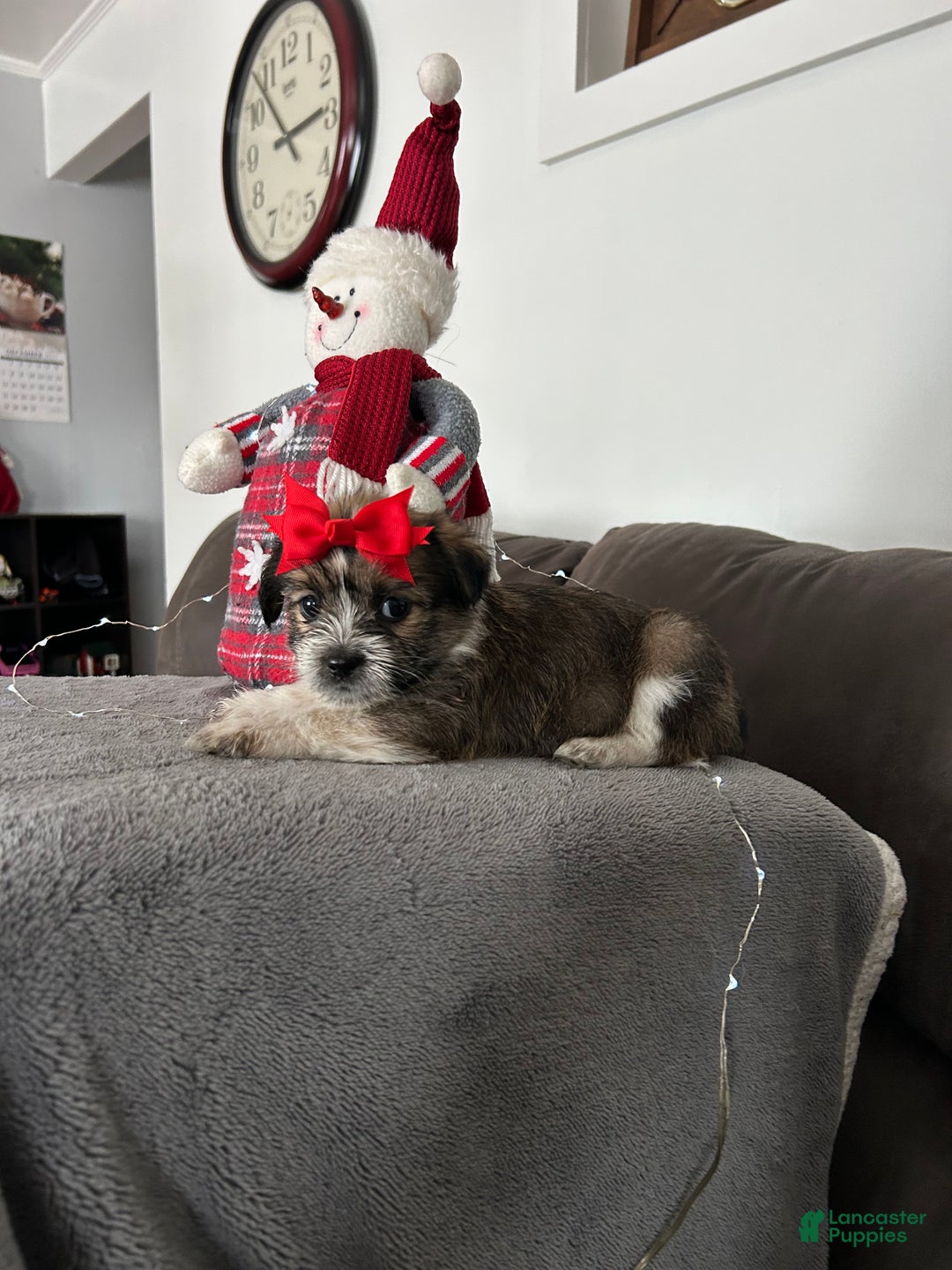 Mixed Breed dogs for sale: Holly - Ad 2