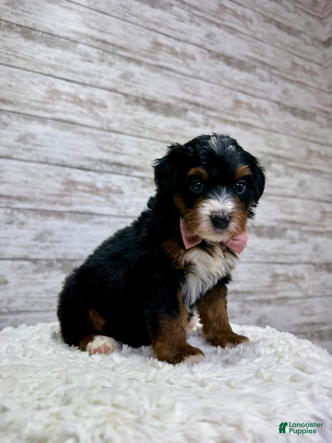 Mini Bernedoodle dogs for sale: 🌹Rosie - Ad 3