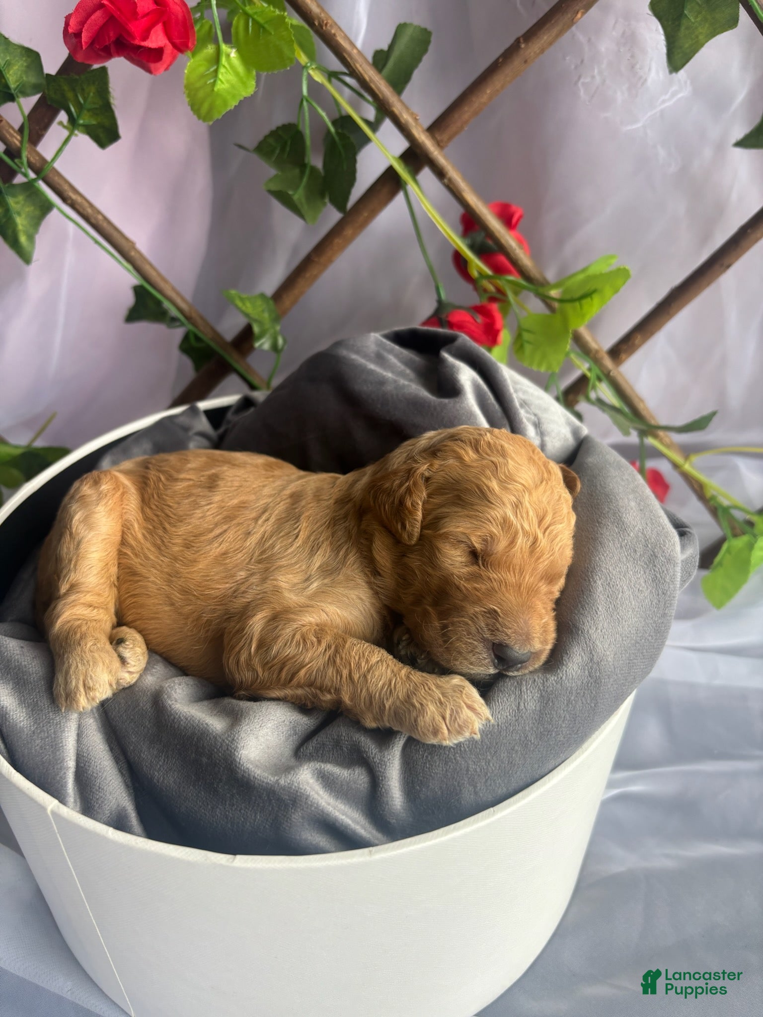 Standard Poodle dogs Alladin - Ad 2