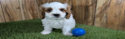 Cavapoo dogs for sale: Cavapoo Puppy 1 - Ad 6