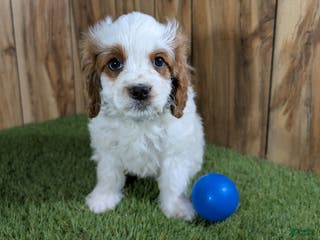 Cavapoo dogs Cavapoo Puppy 1 - Ad 35