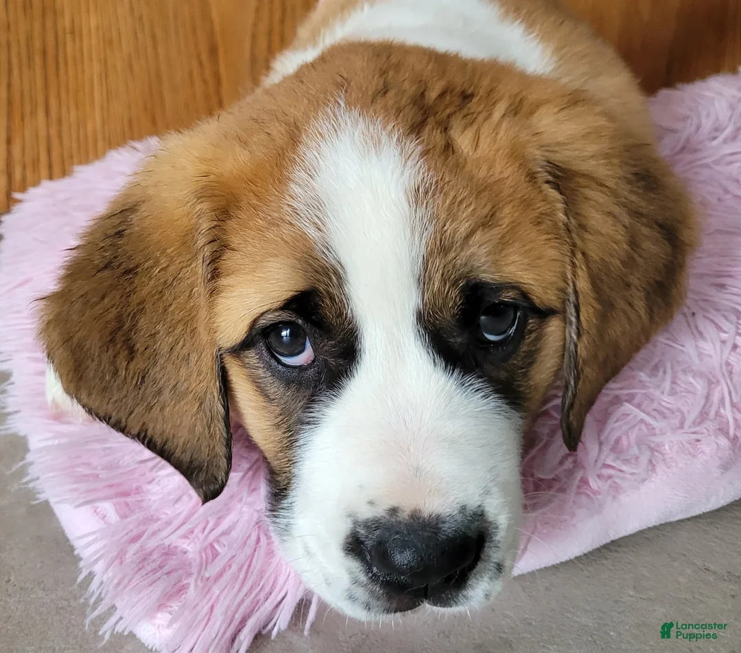 Saint Bernard dogs for sale: Maggie - Ad 1