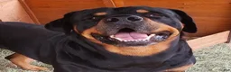 Rottweiler dogs for sale: Lucy - Ad 6