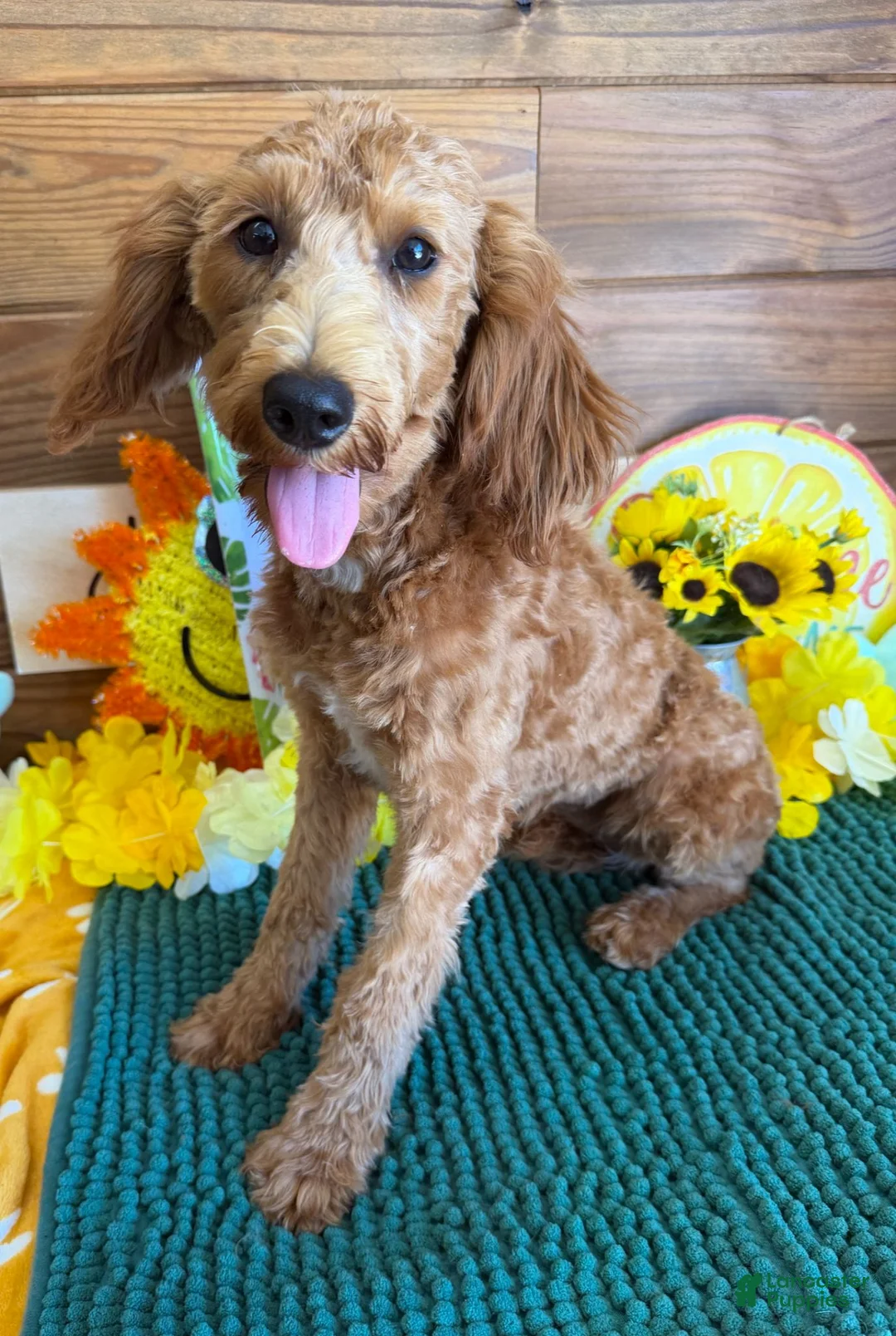 Labradoodle dogs for sale: Mini Labradoodle Tanzy - Ad 1