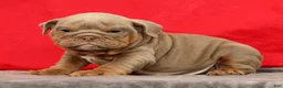 English Bulldog dogs for sale: Sarge - Ad 3