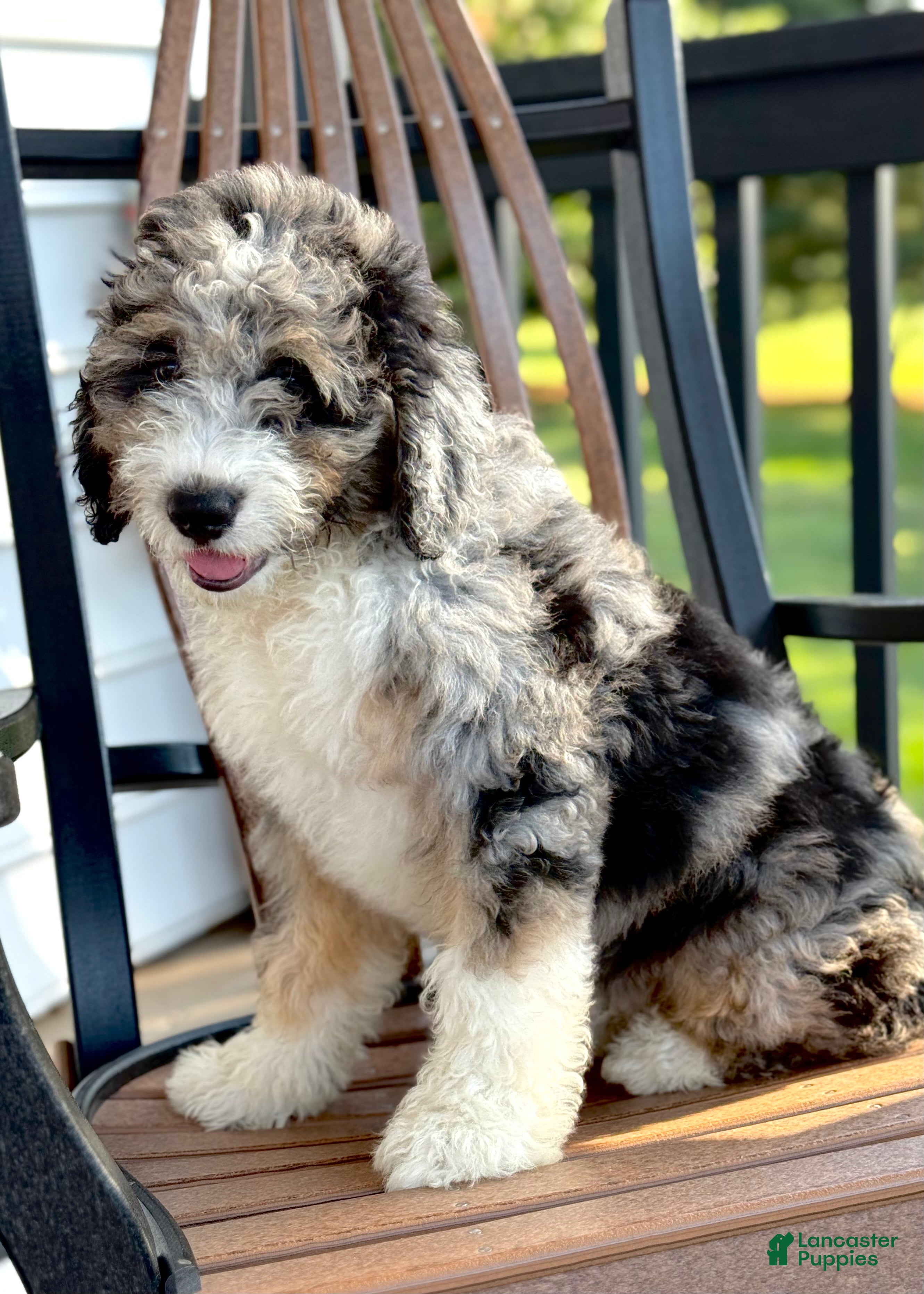 Mini Bernedoodle dogs Henry-F1b - Ad 1