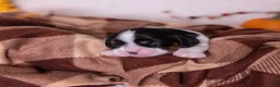 Cavalier King Charles Spaniel dogs for sale: Oreo - Ad 3