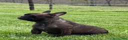 French Bulldog dogs for sale: Diesel - Ad 19
