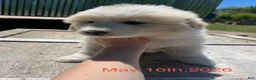 Great Pyrenees dogs for sale: Daisy - Ad 3