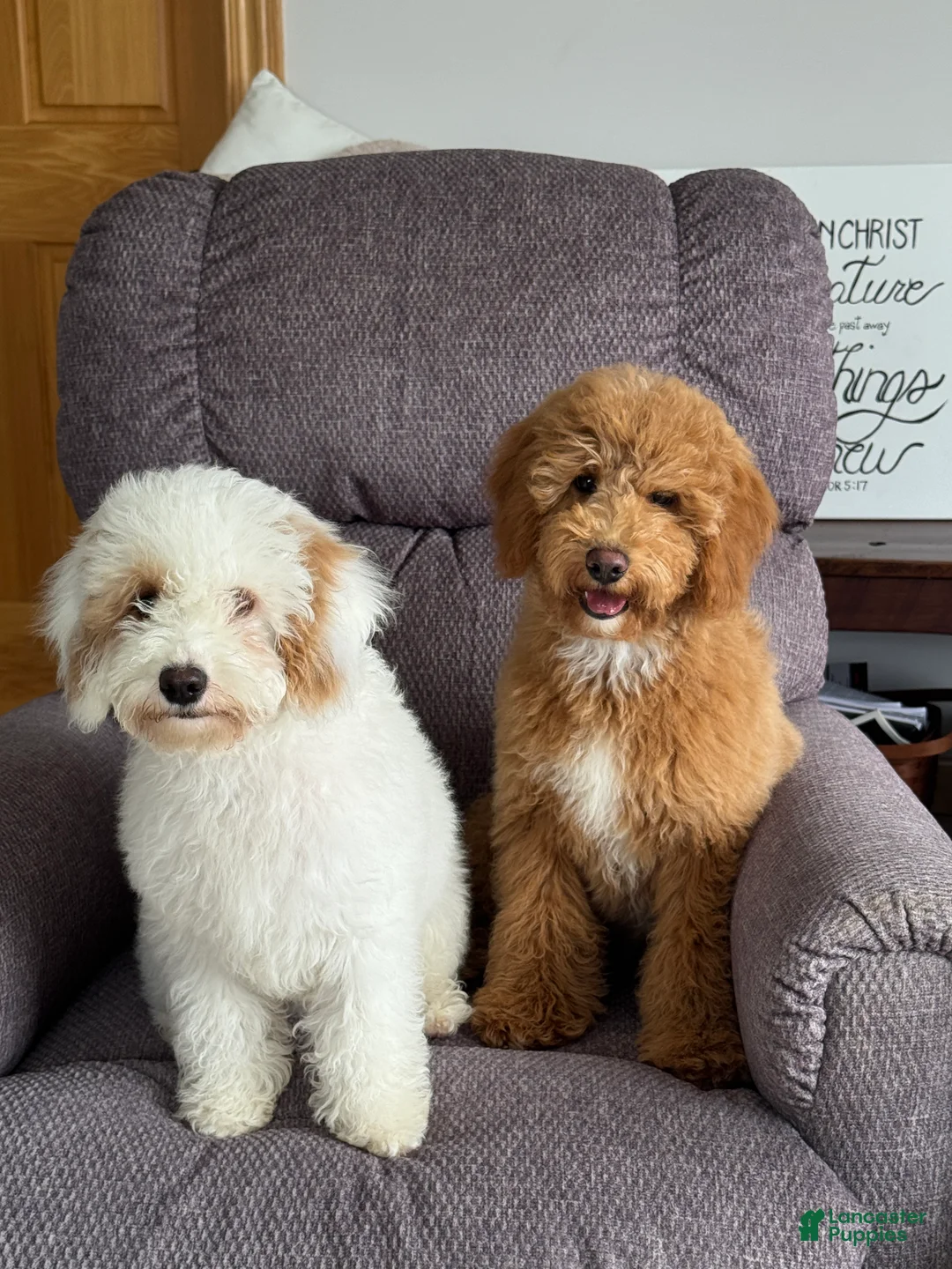 Cavachon dogs for sale: Job - Ad 2